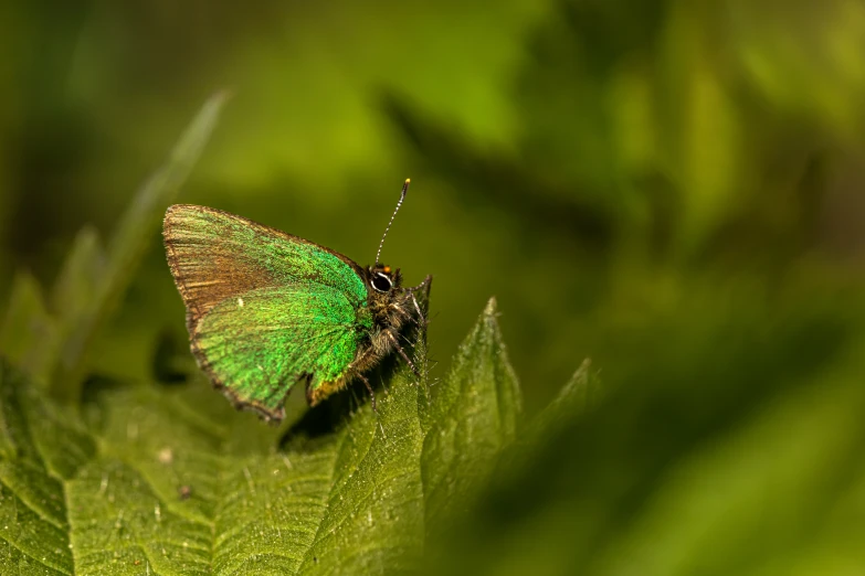 a bright green erfly resting on a leaf