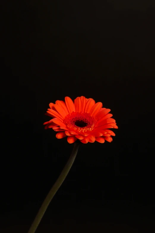 a single orange flower with a black background