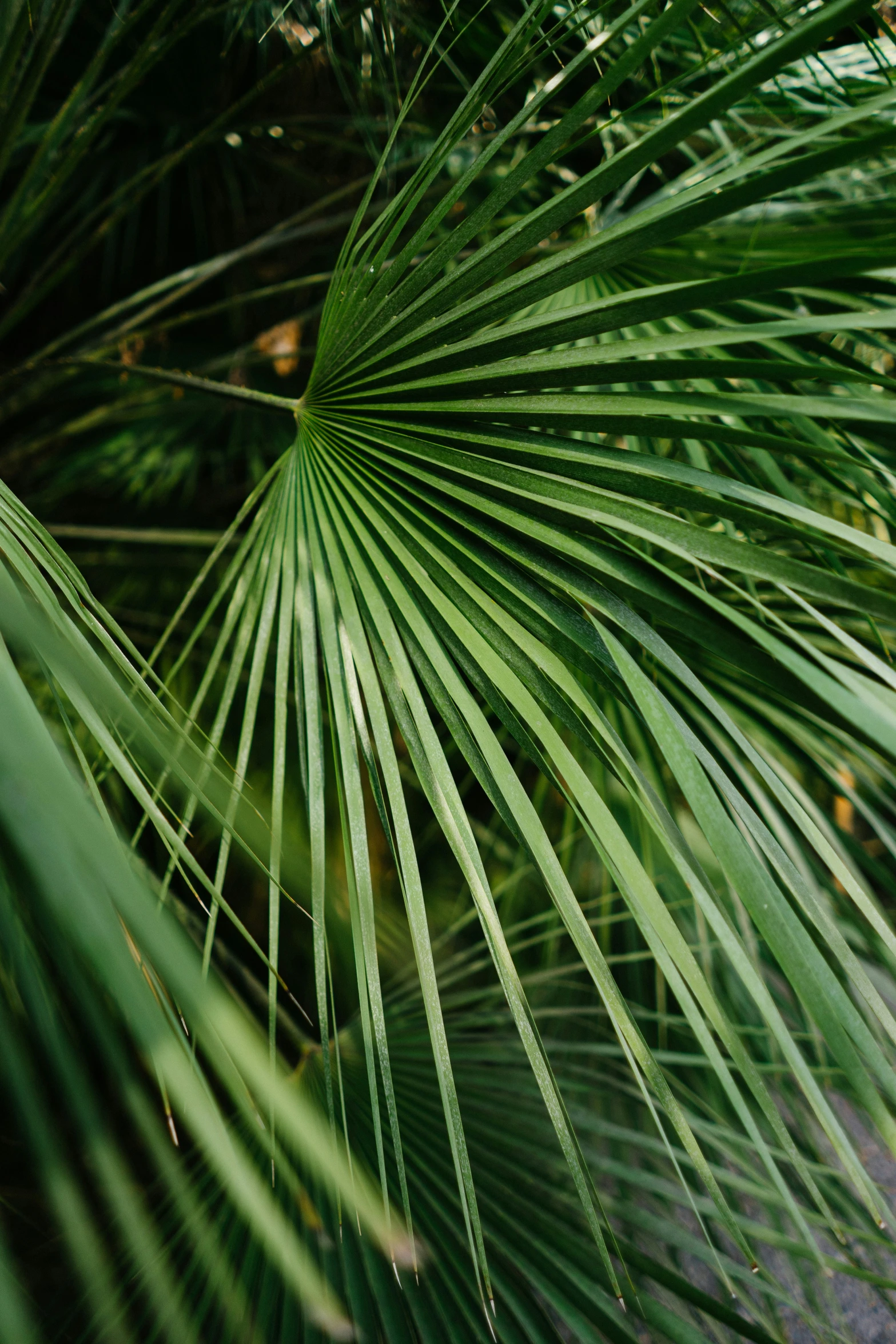 a green tree leaves with white spots and a gray base