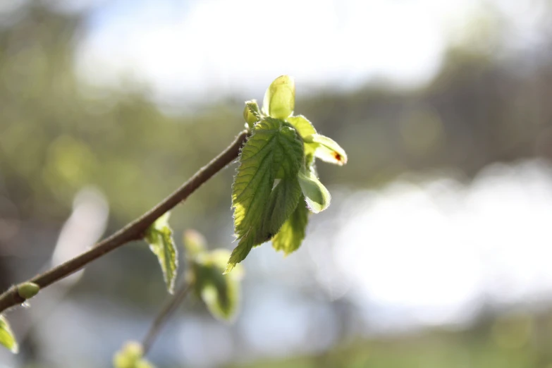 a close up picture of green leaves in the sunshine