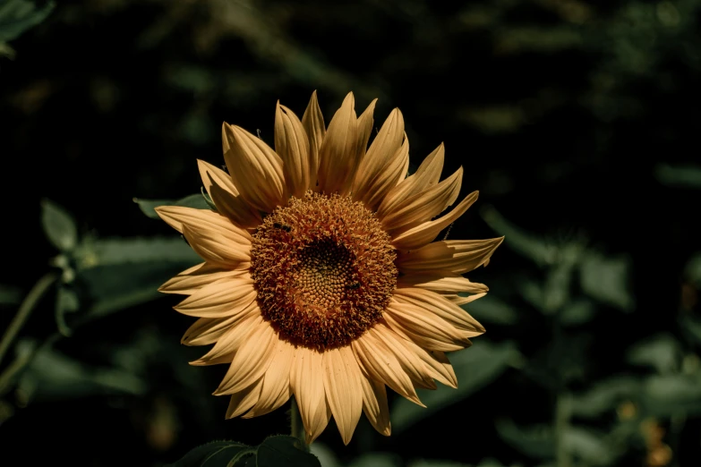 a sunflower is shown growing with only one stem