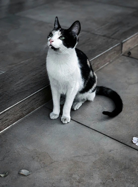 a black and white cat sitting on the ground