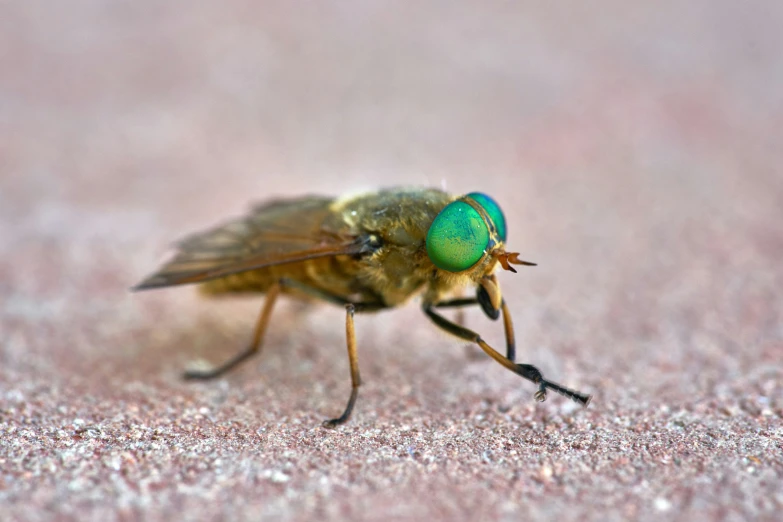 a small insect on the surface in front of it