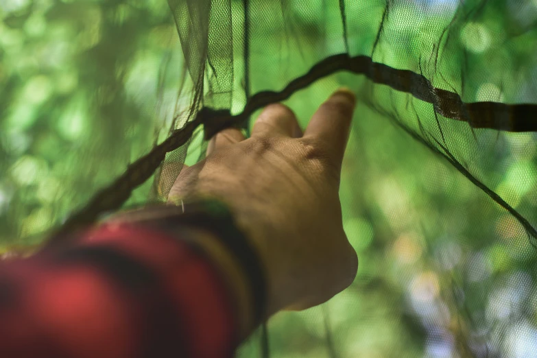 person grabbing a lizard's tail through a mesh net