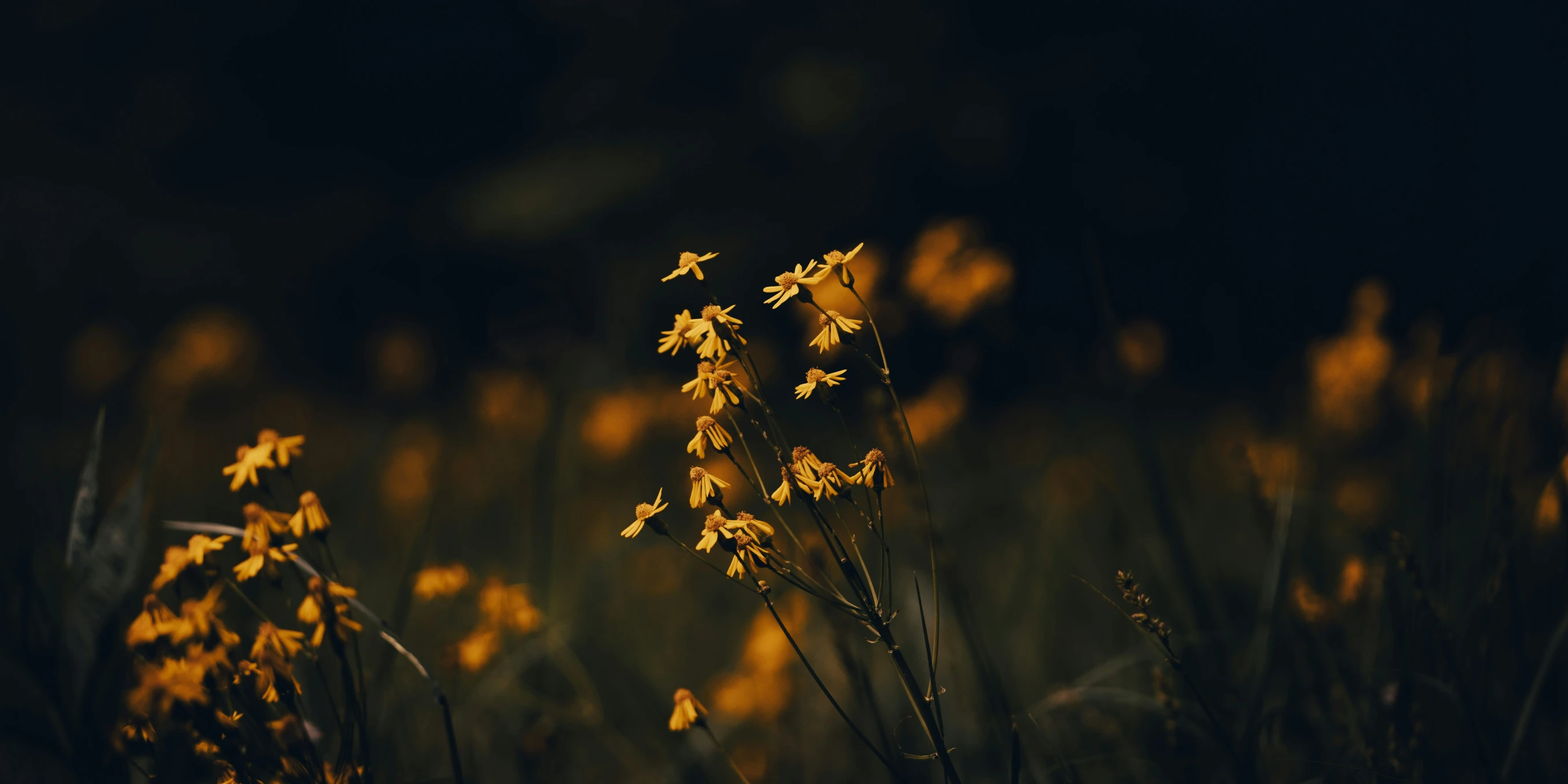 a yellow flower in a grassy field with a dark background