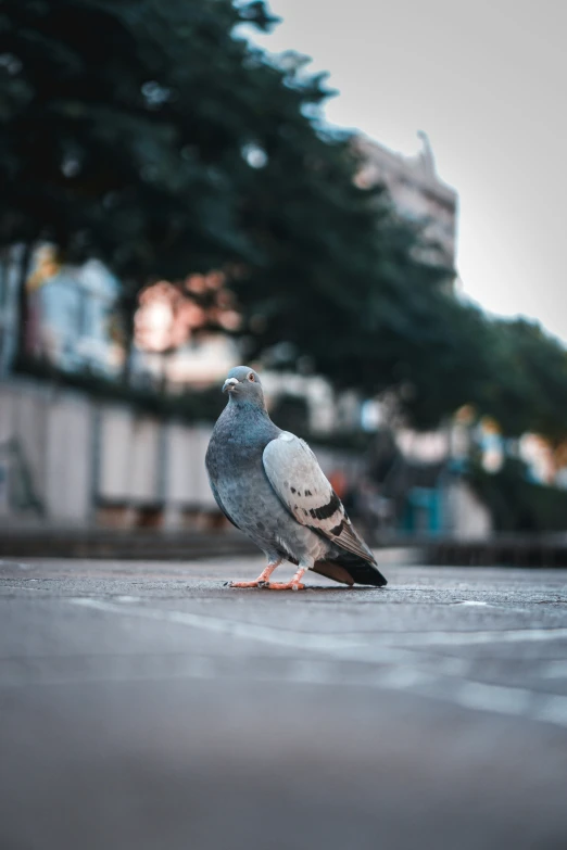 a pigeon standing on the ground next to some trees