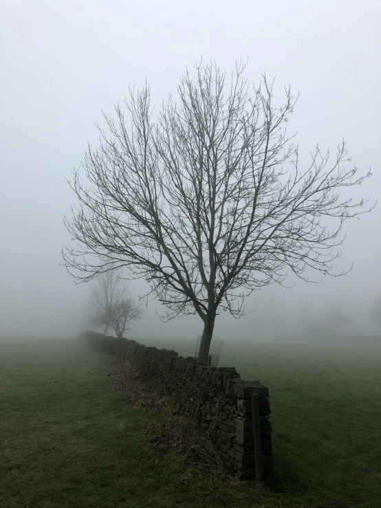 a small tree growing between a rock wall