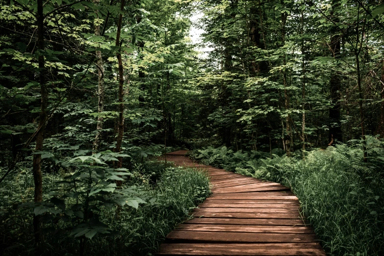 a path in a forrest with lush green plants