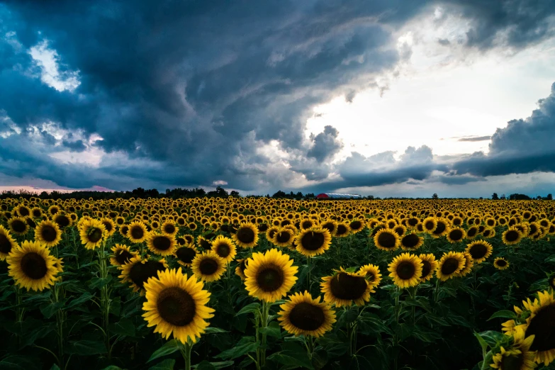 a sunflower field under dark clouds and blue sky