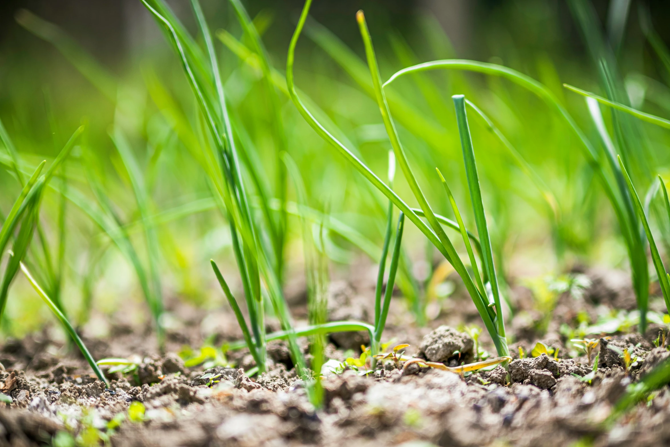 a close up s of some grass growing in the dirt