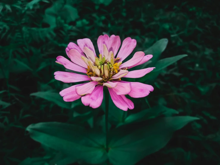 a pink flower with leaves around it