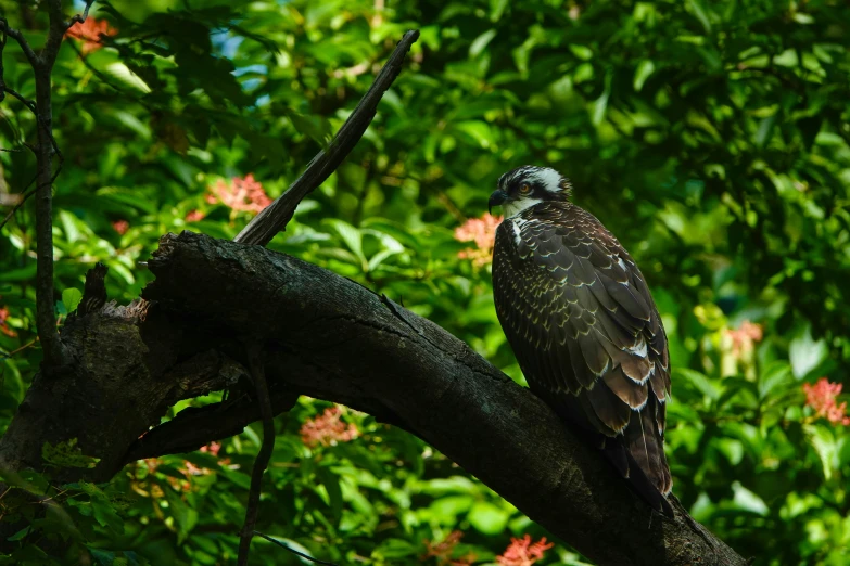 a bird sitting on a nch of a tree