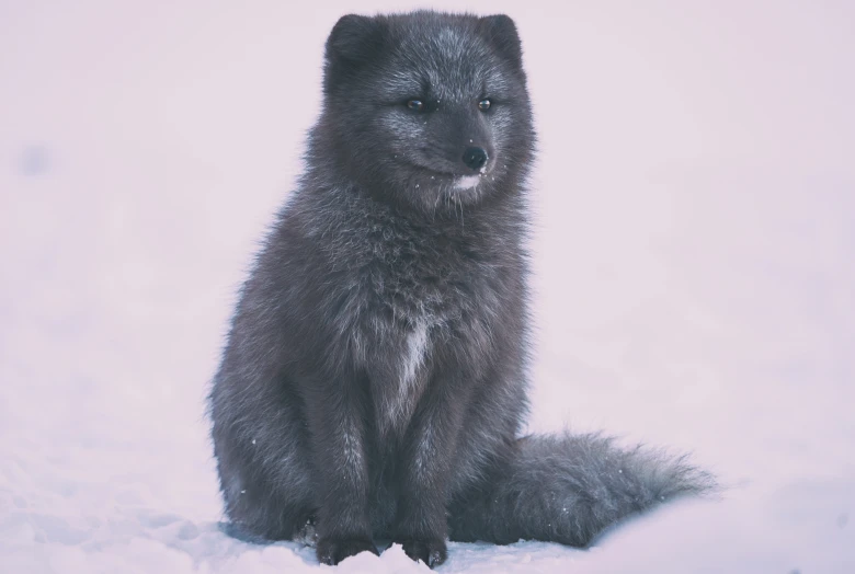 a grey furry animal sits in the snow