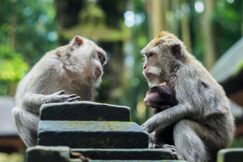 two monkey cubs sit atop some stone blocks