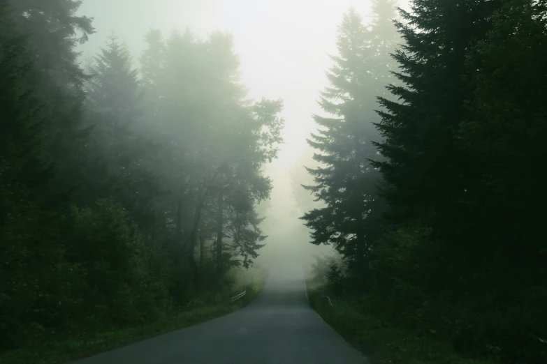 road going into trees on a cloudy day