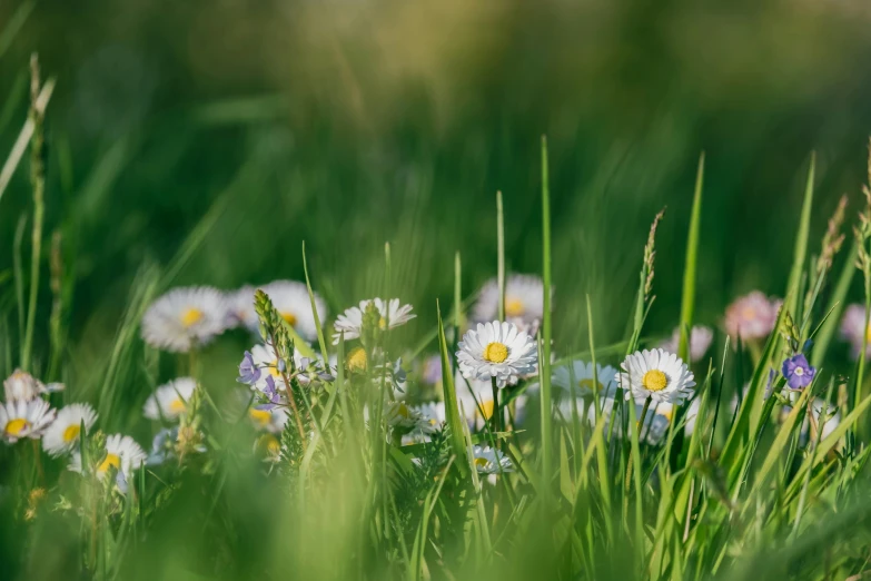 a picture of flowers in the grass near each other