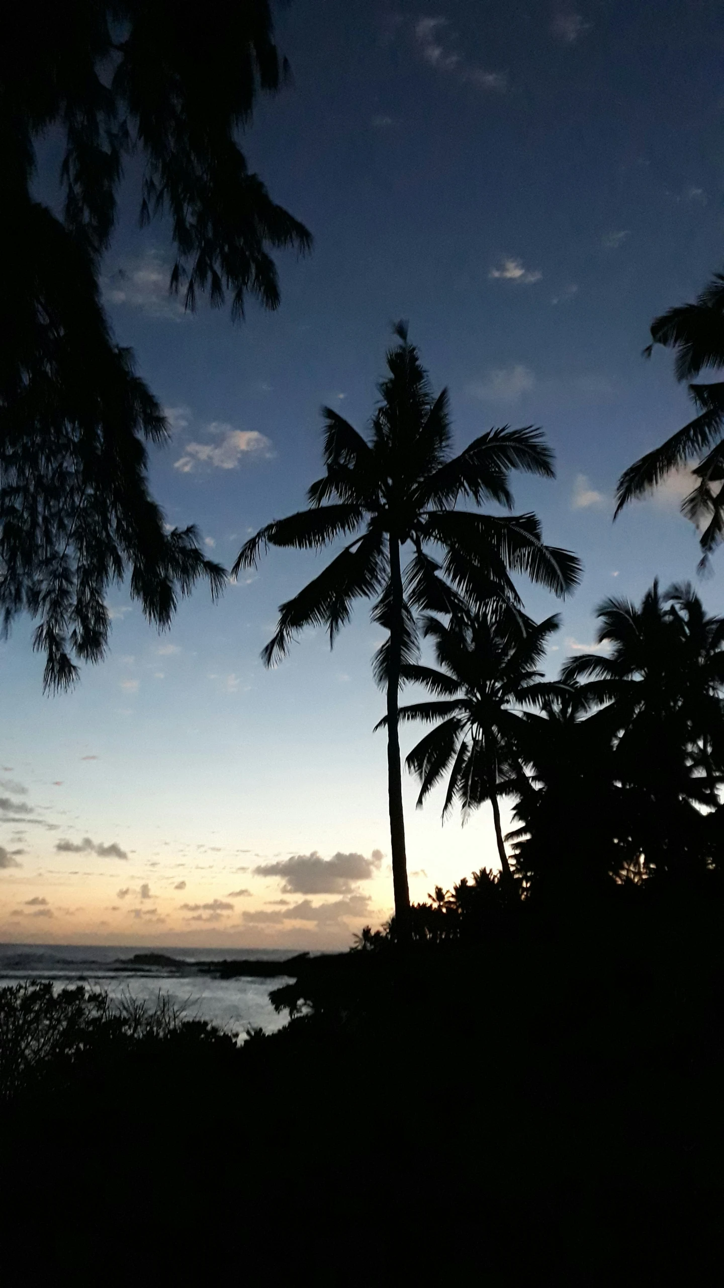 the silhouette of palm trees with a blue sky in the background