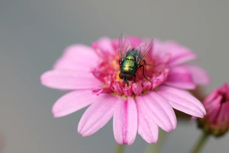 a fly sitting on top of a flower