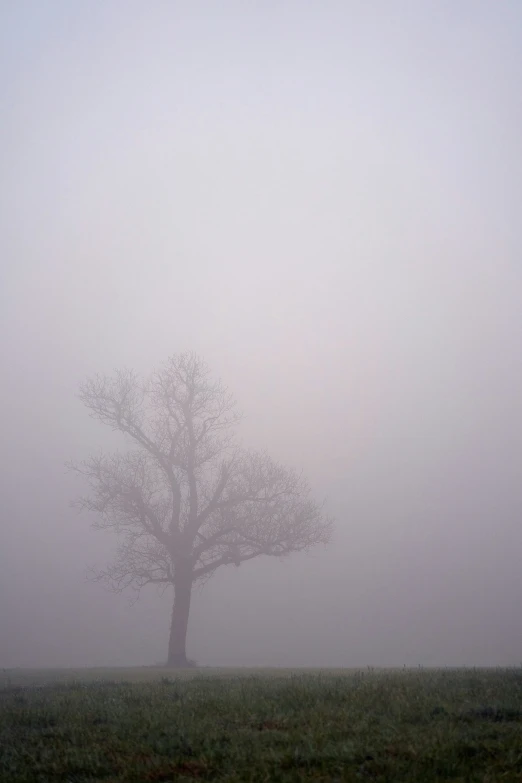 a lonely tree is standing in the fog