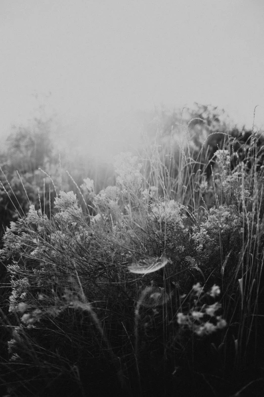 a picture of some very pretty plants in the grass