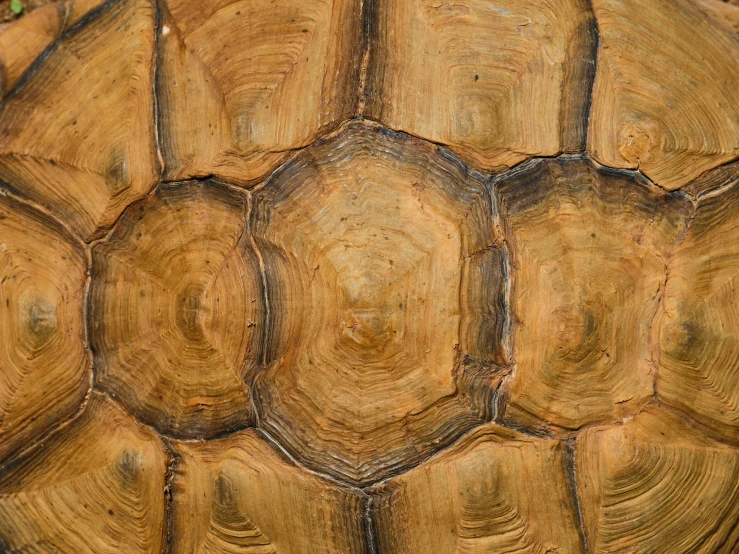 closeup of a large tortoise shell that is hard