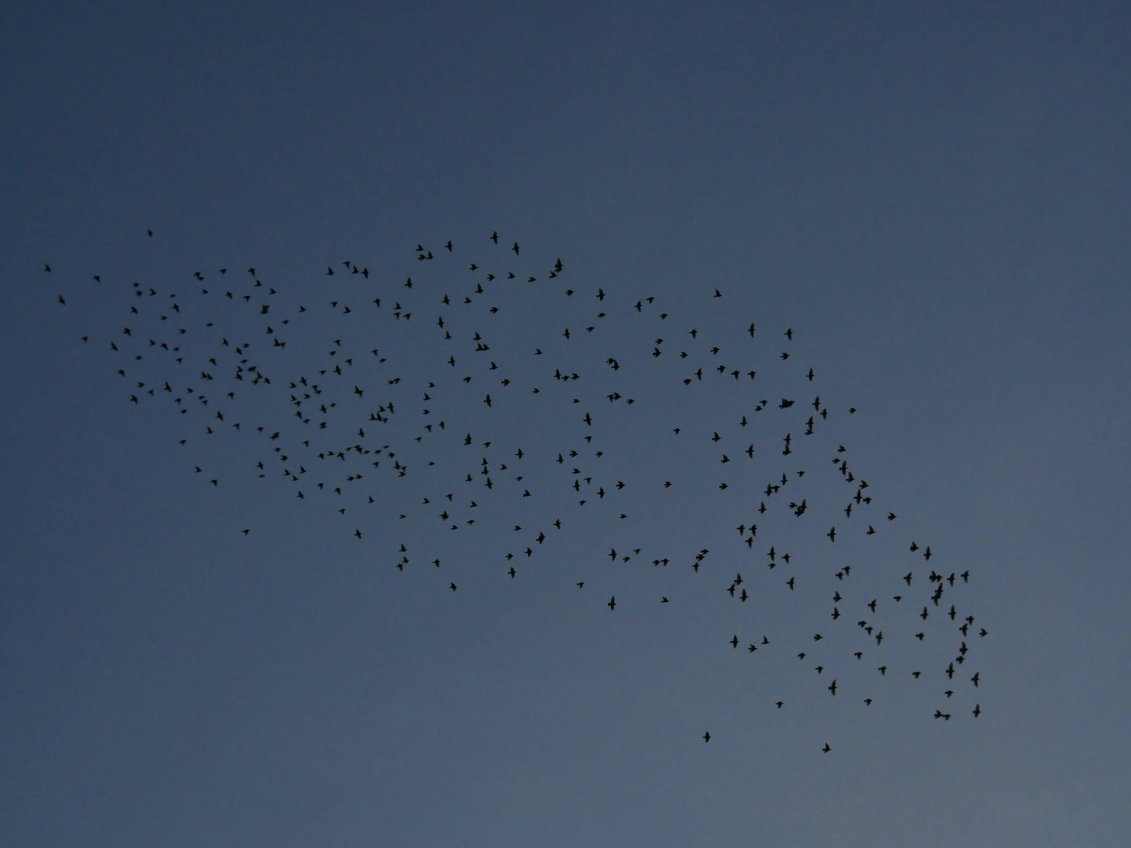 a group of birds fly over each other in the blue sky