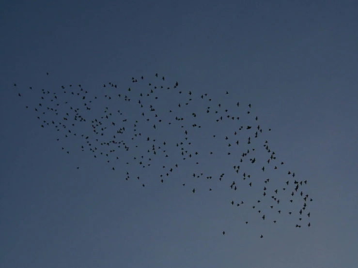 a group of birds fly over each other in the blue sky