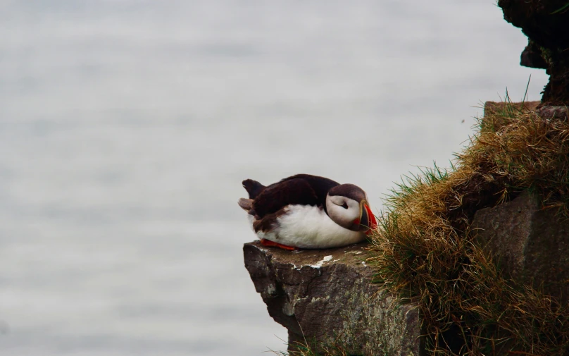 the bird is sleeping in the cliff next to the water