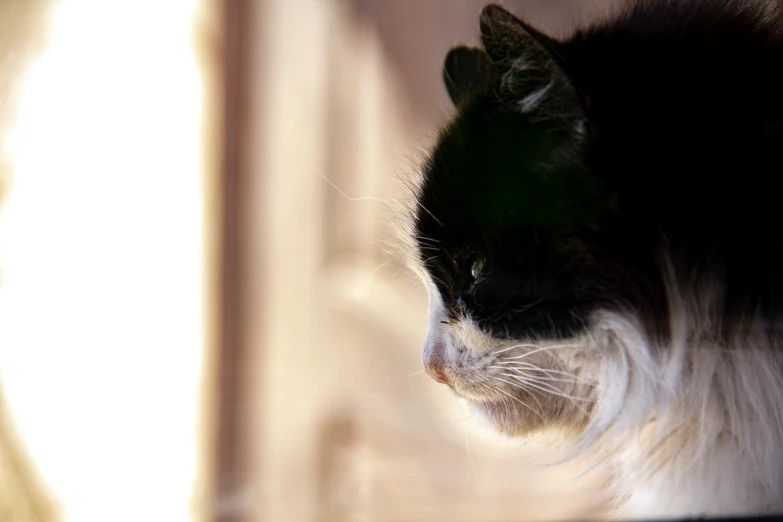 a black and white cat standing up against a window