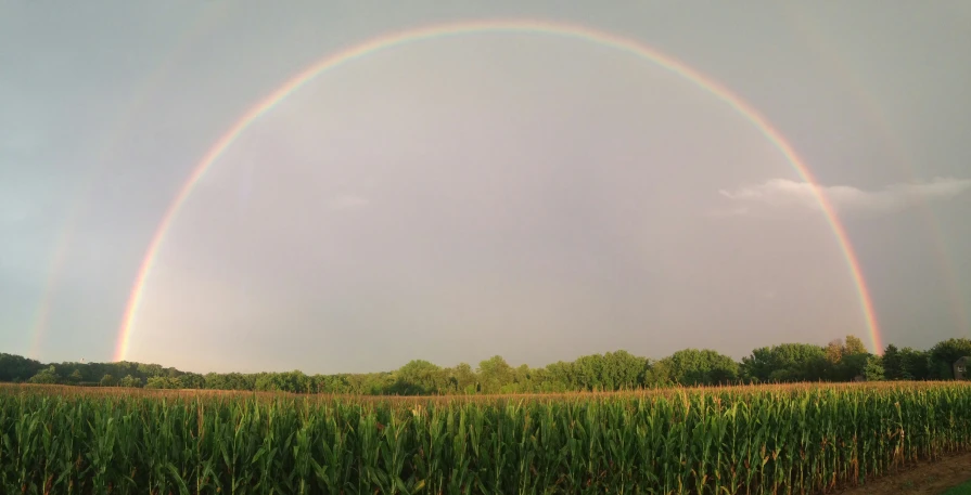 a couple of rainbows over a field of crops