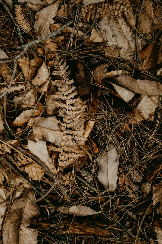 an image of dry leaves that are growing on the ground