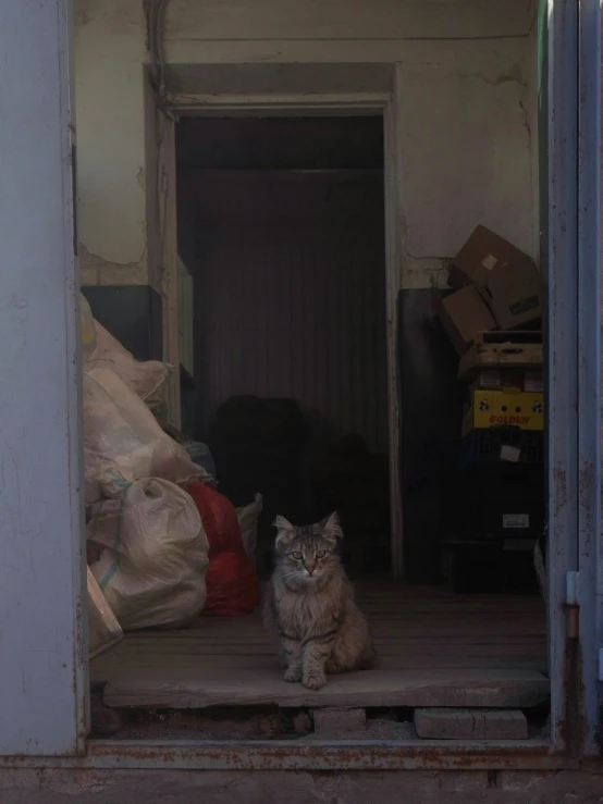 an orange cat sitting on a step of the door way