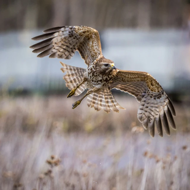 an owl flying over a dried field with a house in the background