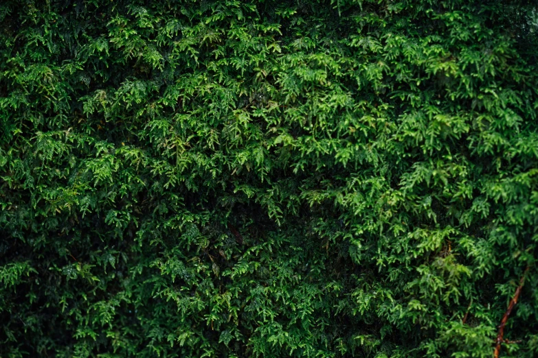 close up view of a green wall in the middle of the day