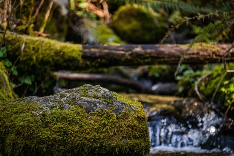 a mossy rock sitting next to a small creek