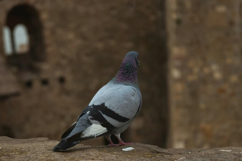 a pigeon that is sitting on a rock