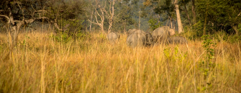 elephants are walking in the tall grass with trees in the background