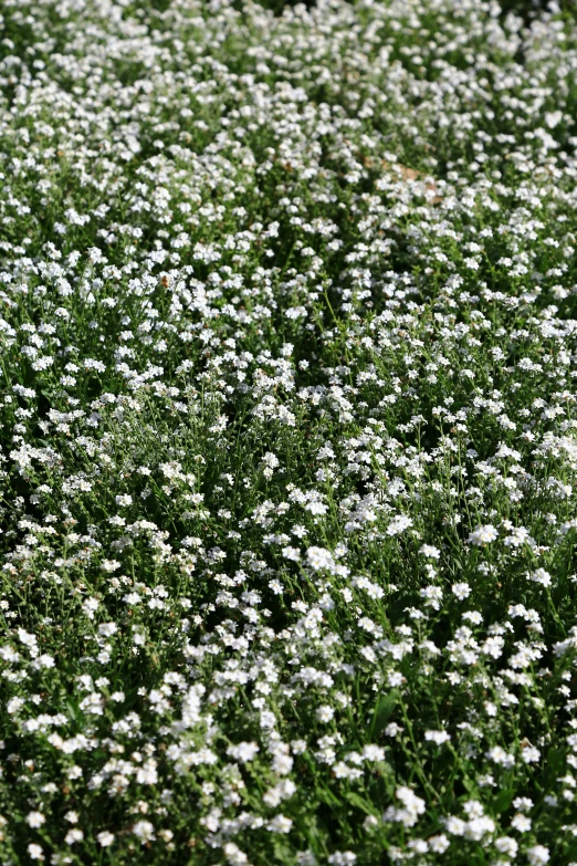 some very pretty white flowers in a large field