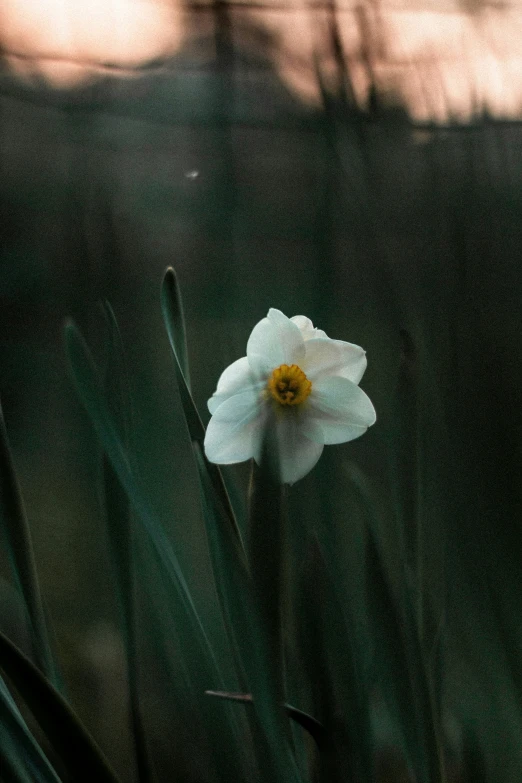 a lone white flower standing in the middle of tall grass