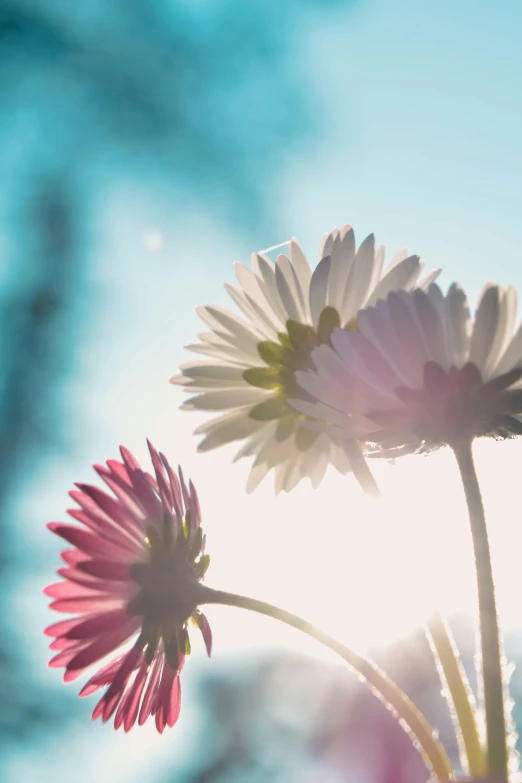 two pink and white flowers next to a blue sky