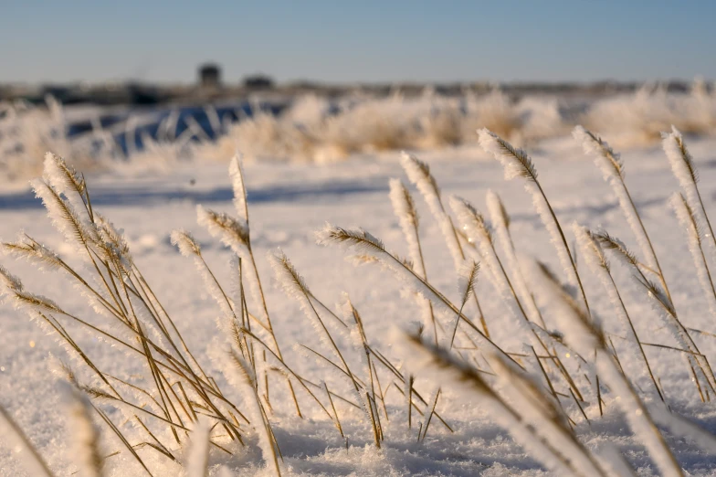 some ice and grass are in the snow