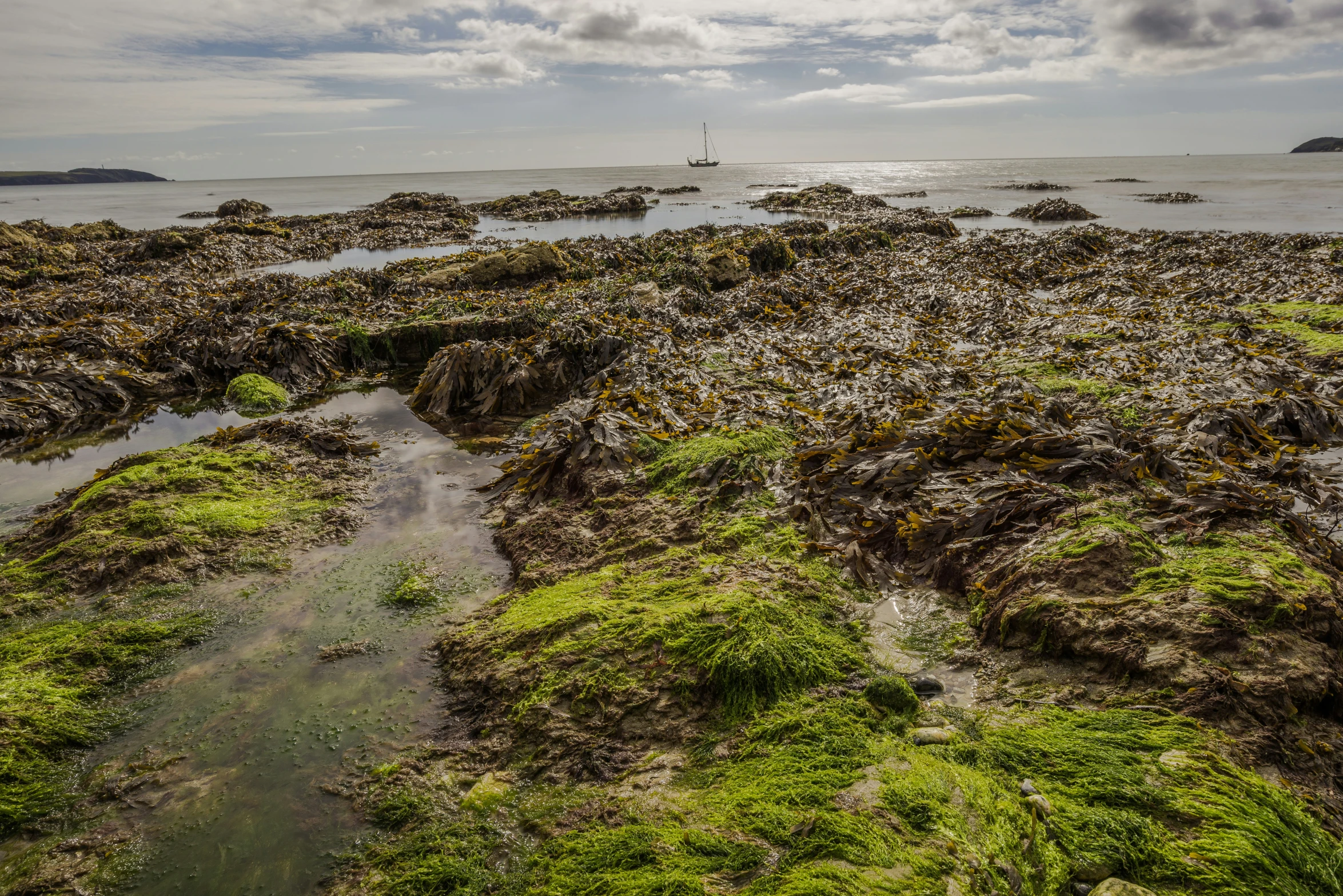 green algae covered sandy area with a ship in the distance