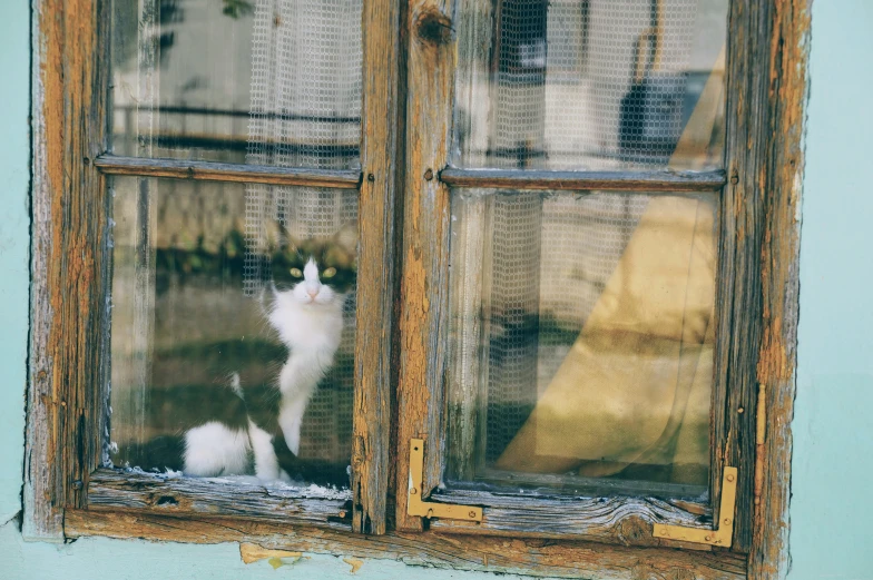 a cat is looking out of an open window