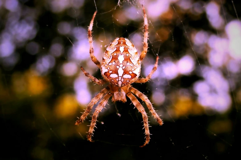 a close up of a spider on a web in the middle of the frame