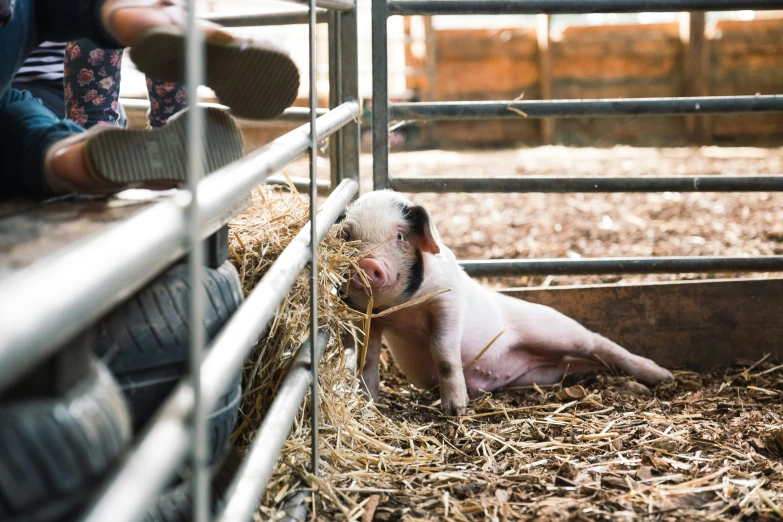 pig inside a pen looking out on the straw