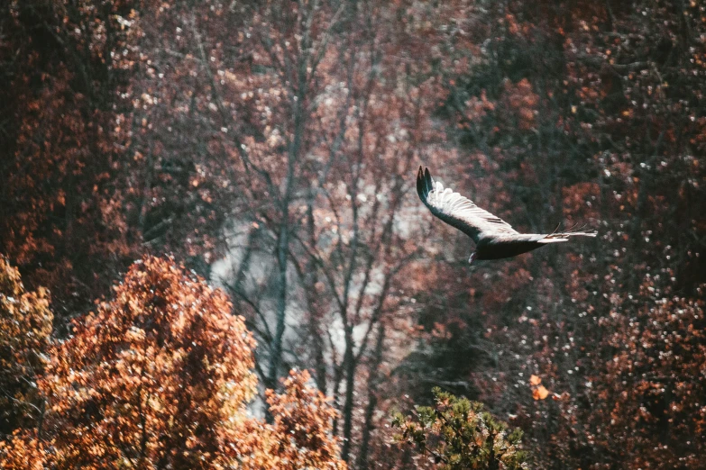 an owl flies high in the trees in the fall