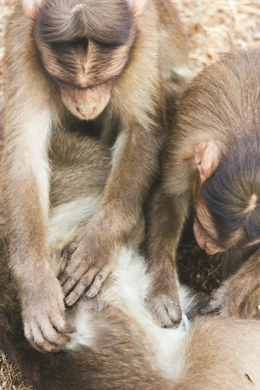 two baby monkeys sitting on top of each other on some dry grass