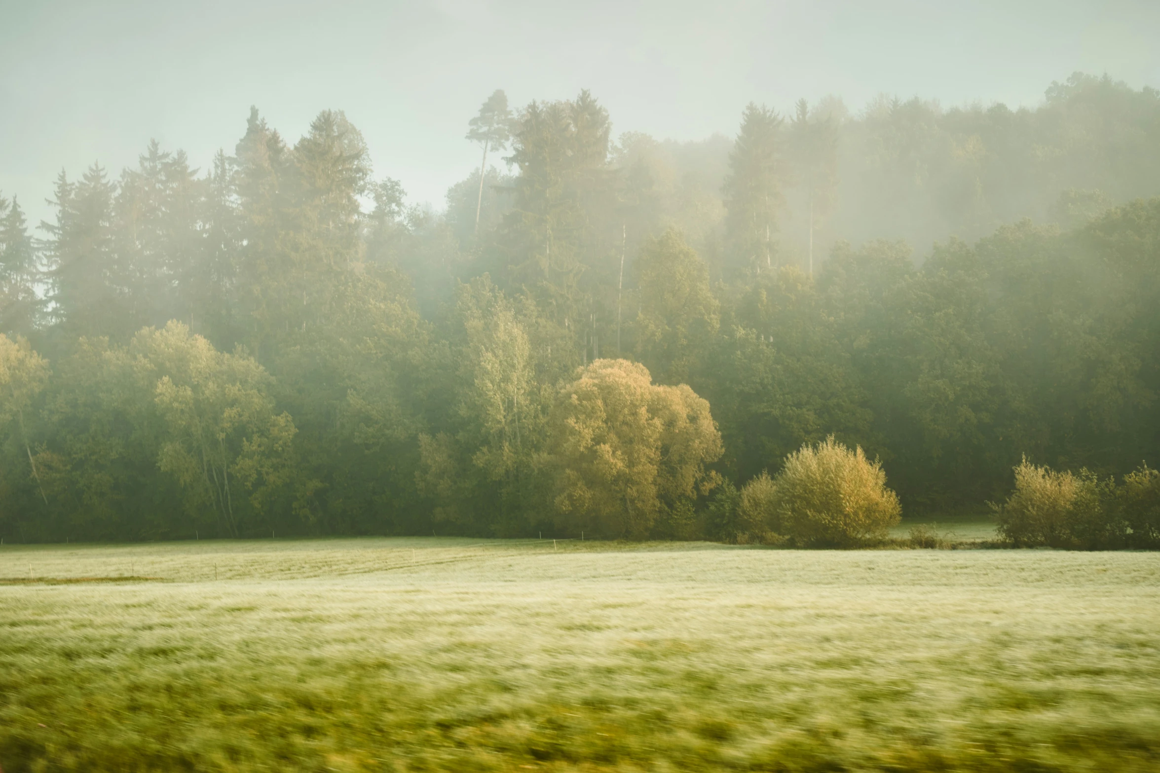 the field in front of the trees looks as though they were in an airplane