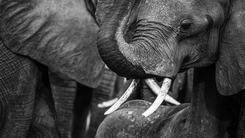 the adult elephant stands beside the younger one