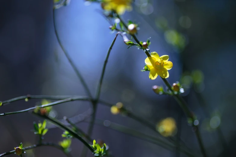 a close up of yellow flowers on a nch